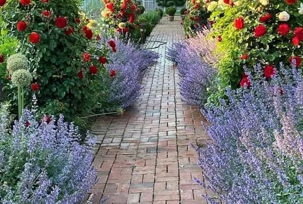 Топ-3 многолетника для идеального цветника (бордюра): неприхотливые, яркие – всё лето в цвету!