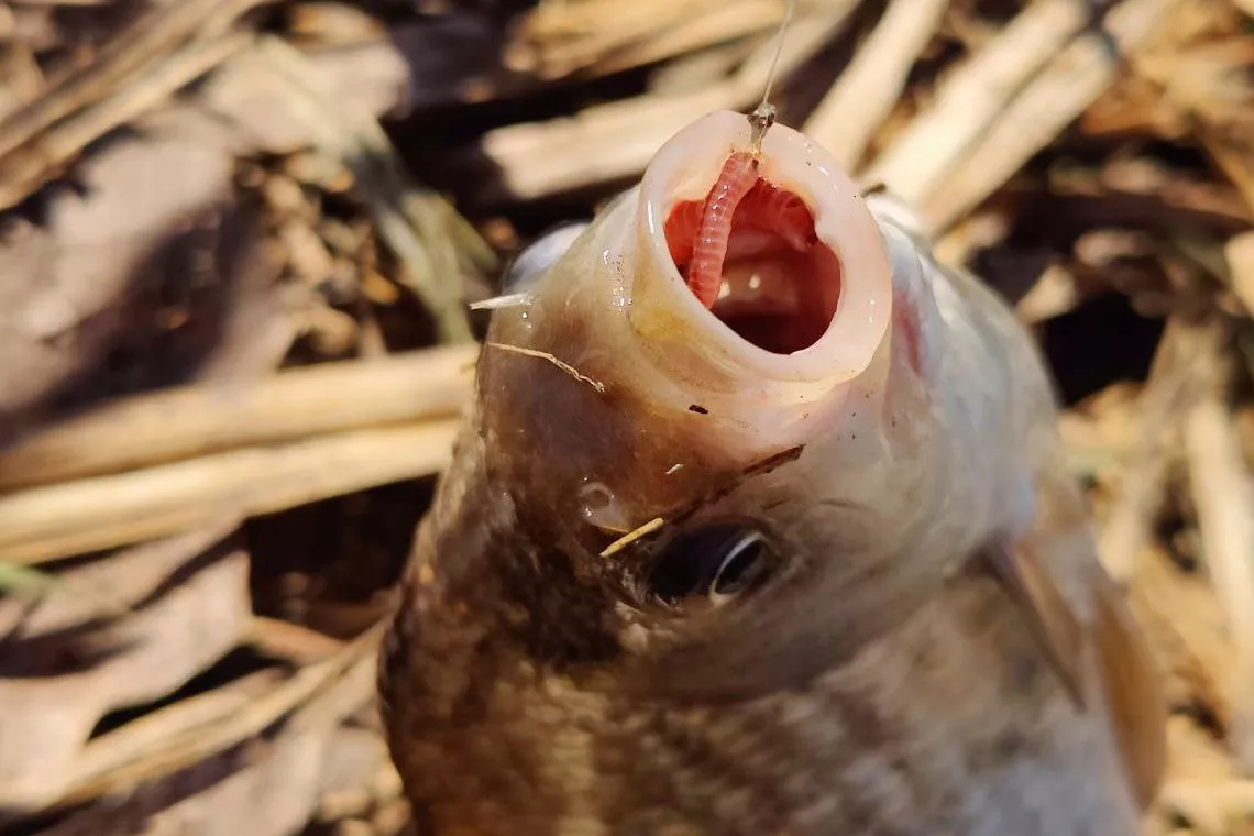 Ловля карася на удочку: секрет «золотой подсечки» от Сабанеева для крупных трофеев