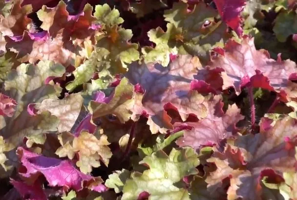 Эти цветы сэкономят ваше время и преобразят сад: 5 причин посадить гейхеры весной 2025