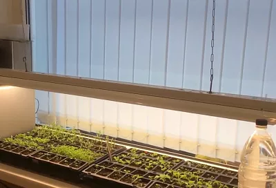 Заметил такой росток рассады — и сразу ставь его под лампу: первые шаги к обильному урожаю в 2025 году