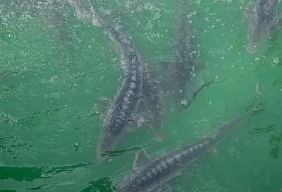 Восстановление популяции русского осетра в Азовском море идет активными темпами