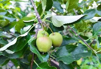 Яблоневая плодожорка: опасный вредитель, который погубит весь урожай, но можно погубить его самого