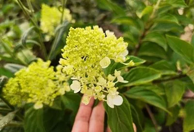 Когда гортензия собирается цвести: как помочь растению выгнать большие цветочные шапки