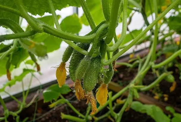 Срочно опрыскайте огурцы в теплице от желтых пятен: чесночный настой по методу Кизимы
