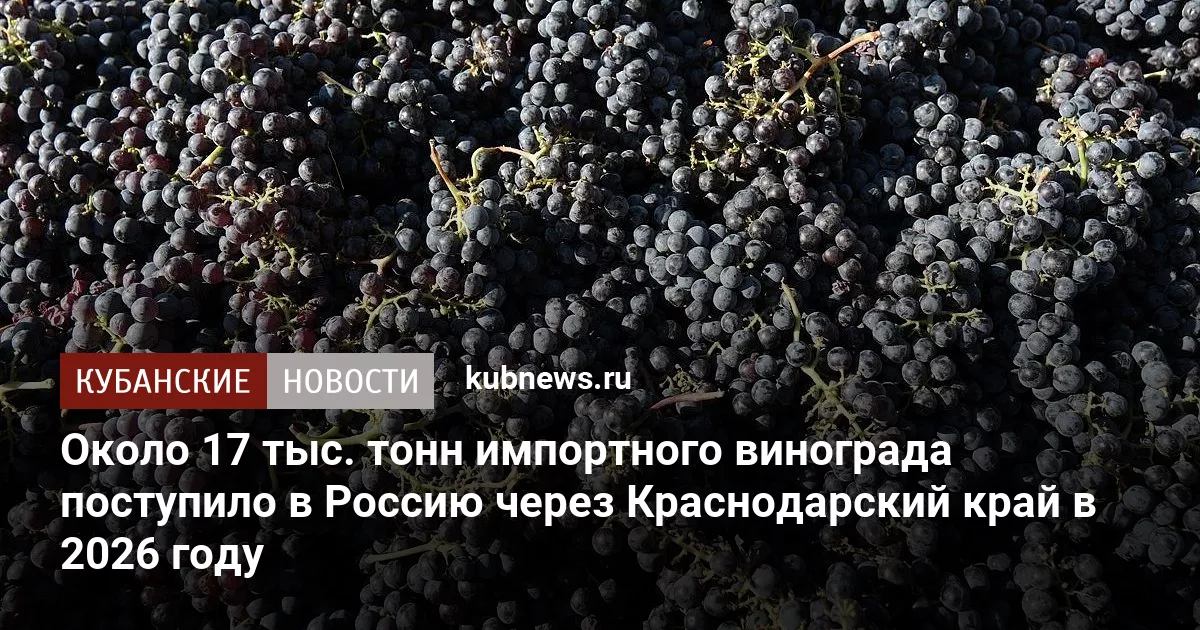 Около 17 тыс. тонн импортного винограда поступило в Россию через Краснодарский край в 2026 году