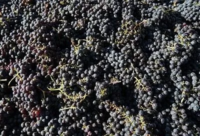 Около 17 тыс. тонн импортного винограда поступило в Россию через Краснодарский край в 2026 году