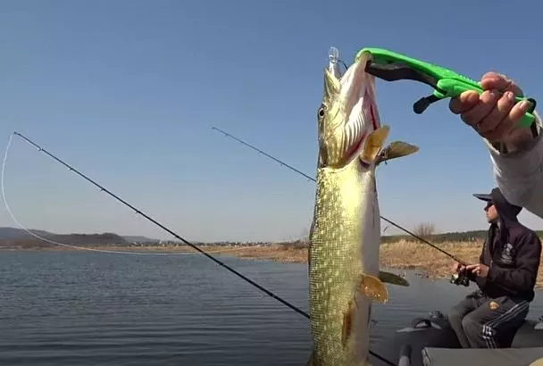 Щука весной сама бросается на спиннинг: 3 секрета для ловли на мелководье