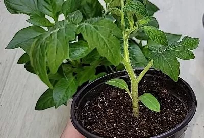 Лайфхак для вашей рассады: как с помощью простой ложки за 3 шага повысить всхожесть семян помидоров