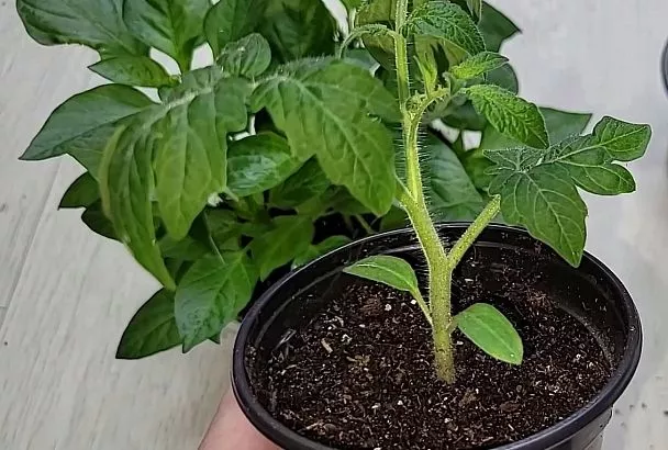 Лайфхак для вашей рассады: как с помощью простой ложки за 3 шага повысить всхожесть семян помидоров