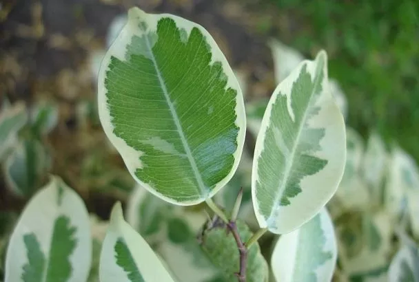 Фикус растет гуще и выше, чем у соседки: простые способы, которые превратят растение в пышный красивый кустарник