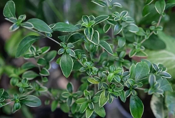 Серисса – дерево с тысячей звезд, которое цветет без перерыва: посадите новинку