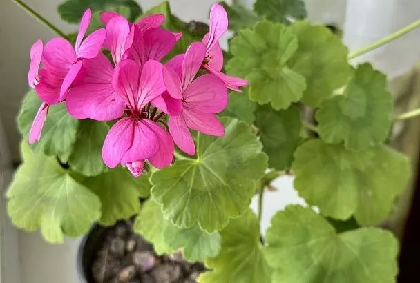 Тесно до боли: как понять, что корням комнатного растения в горшке уже мало места