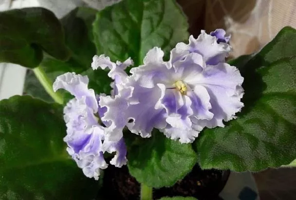 Не опрыскивать и поливать в горшок: как растить фиалку, чтобы она обильно цвела