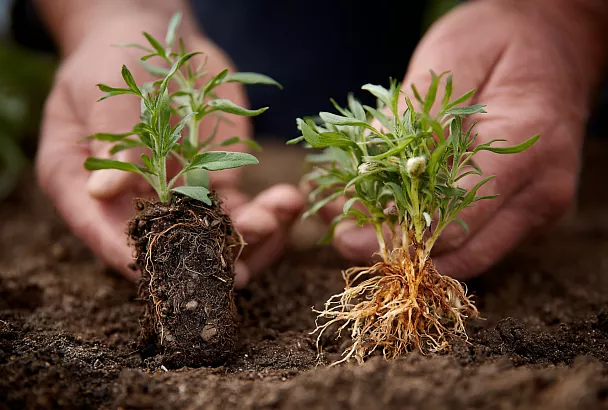 Как правильно сажать флоксы: секреты успеха от эксперта