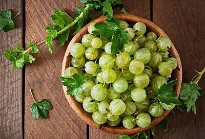 Потратил на крыжовник 1–2 часа — и он весь год плодоносит обильно и долго