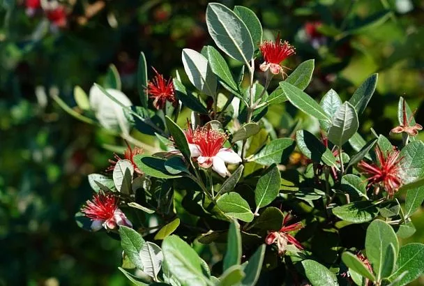 В Сочи разработают стратегическое решение по защите зеленого каркаса