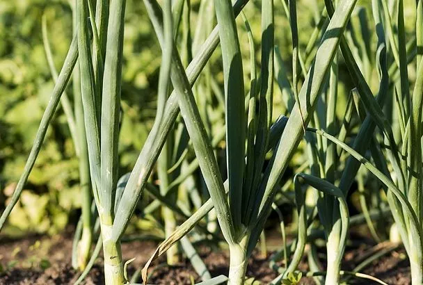 Табачная пыль и настои трав по схеме: как навсегда избавиться от луковой мухи 