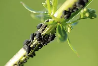 Где зимовала тля и что можно сделать уже ранней весной, чтобы потом не было этих полчищ