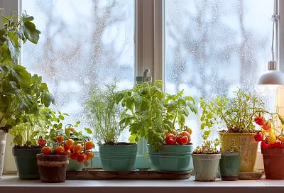 Зимний огород на подоконнике: томаты и зелень круглый год