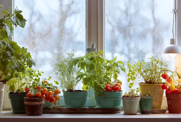 Зимний огород на подоконнике: томаты и зелень круглый год