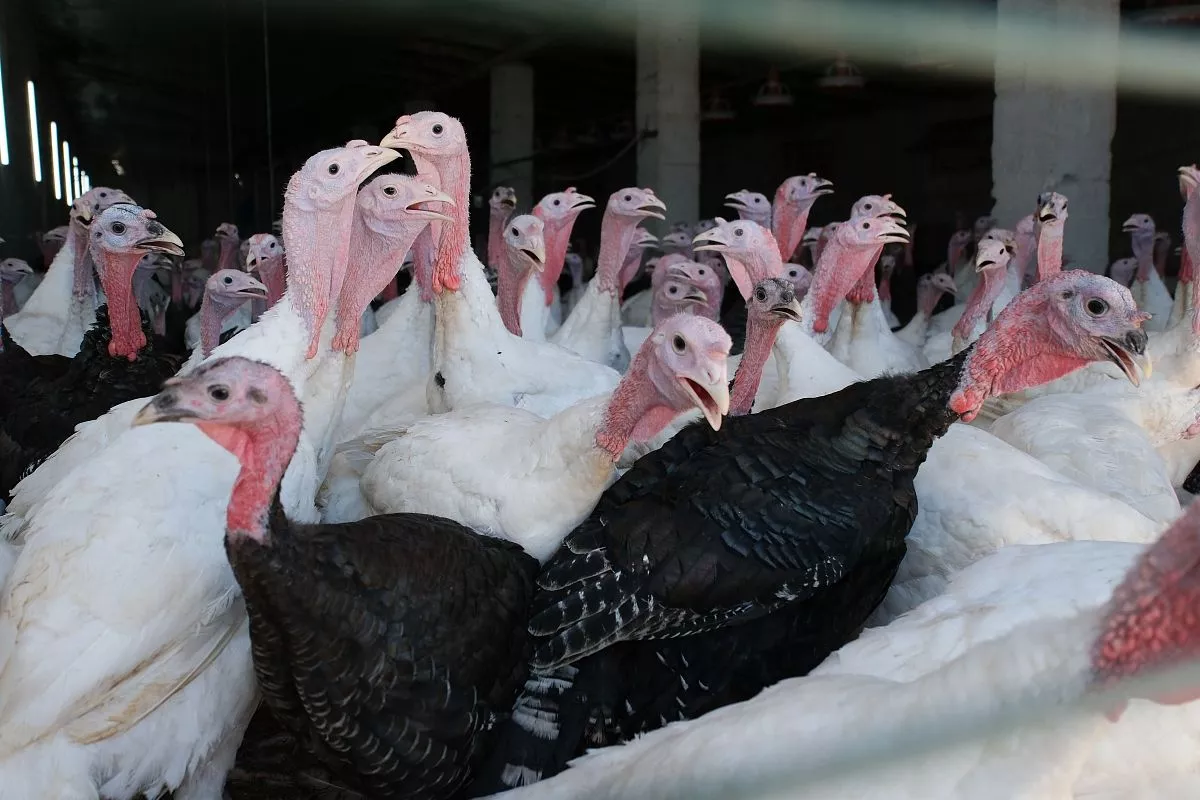 Индейка – птица, которая ест много, но и быстро набирает вес. В три месяца уже достигает 10 килограммов.