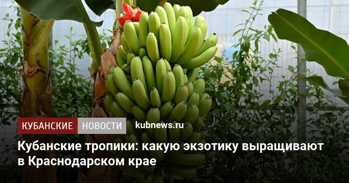 Кубанские тропики: какую экзотику выращивают в Краснодарском крае