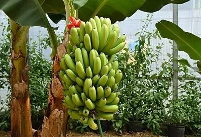 Кубанские тропики: какую экзотику выращивают в Краснодарском крае Кубанские тропики: какую экзотику выращивают в Краснодарском крае