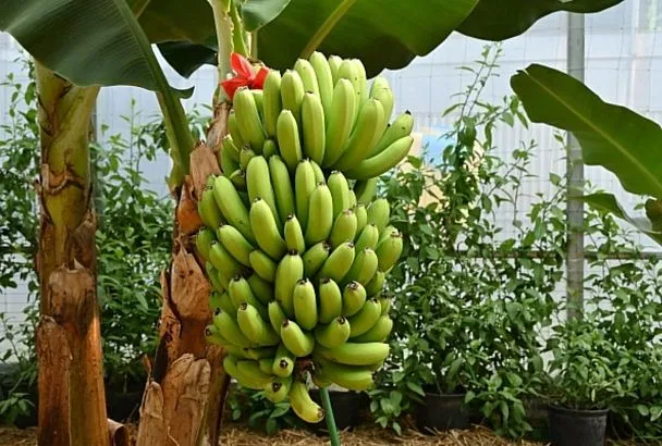Кубанские тропики: какую экзотику выращивают в Краснодарском крае