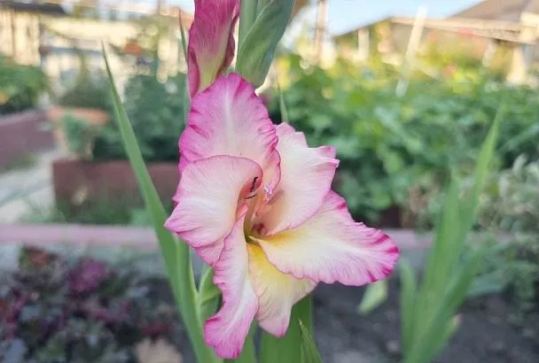 4 правила гладиолусов: чтобы короли летних клумб удивляли всех соседей