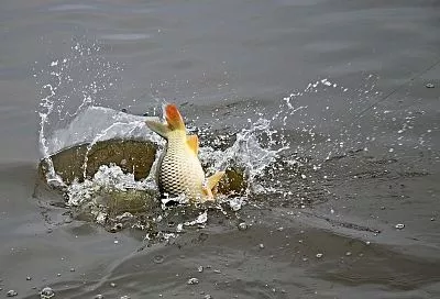 Карп на крючке с первой поклевки: как одна дробинка сделает поплавок «убийцей» трофеев