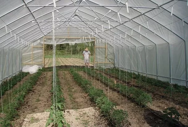 Муравьи в теплице: как избавиться от незваных гостей и спасти урожай