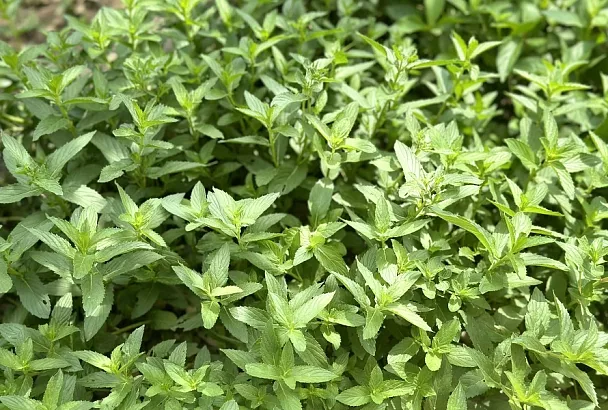 Тыква и мята перечная: идеальное соседство для выращивания огромных плодов