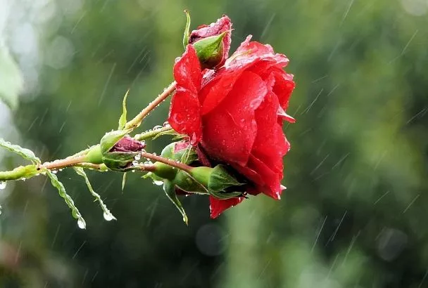 Считайте почки и дезинфицируйте секатор: как правильно обрезать осенью садовые розы, чтобы они благополучно пережили грядущие холода