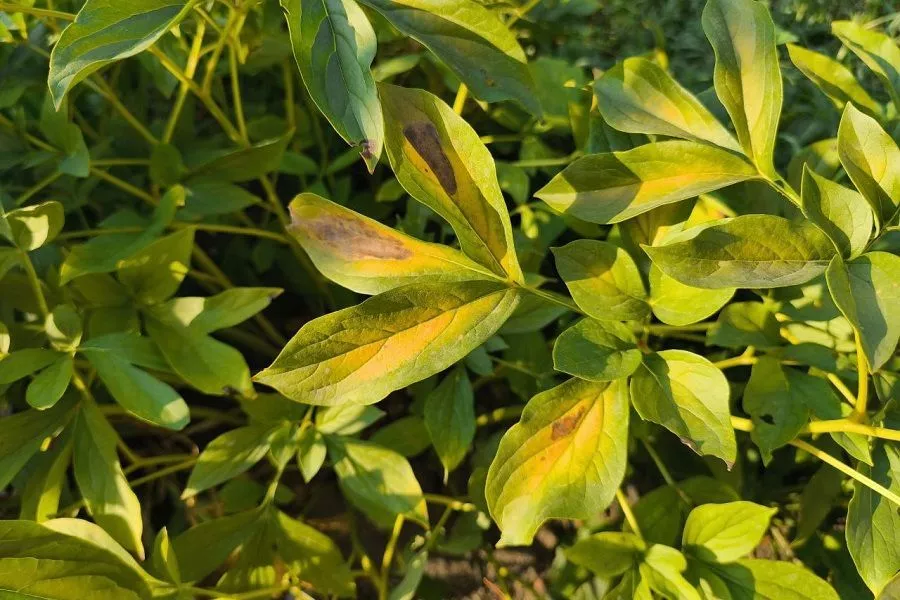 Черные дни для пионов: почему темнеют листья и стебли и можно ли спасти растение