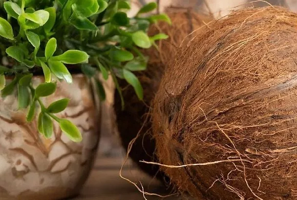 Кокосовый койр для комнатных растений: идеальный грунт для здоровых корней