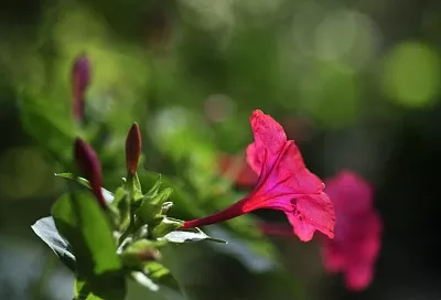 Ароматная «зорька»: этот цветок ничего не потребует, но наполнит сад благоуханием