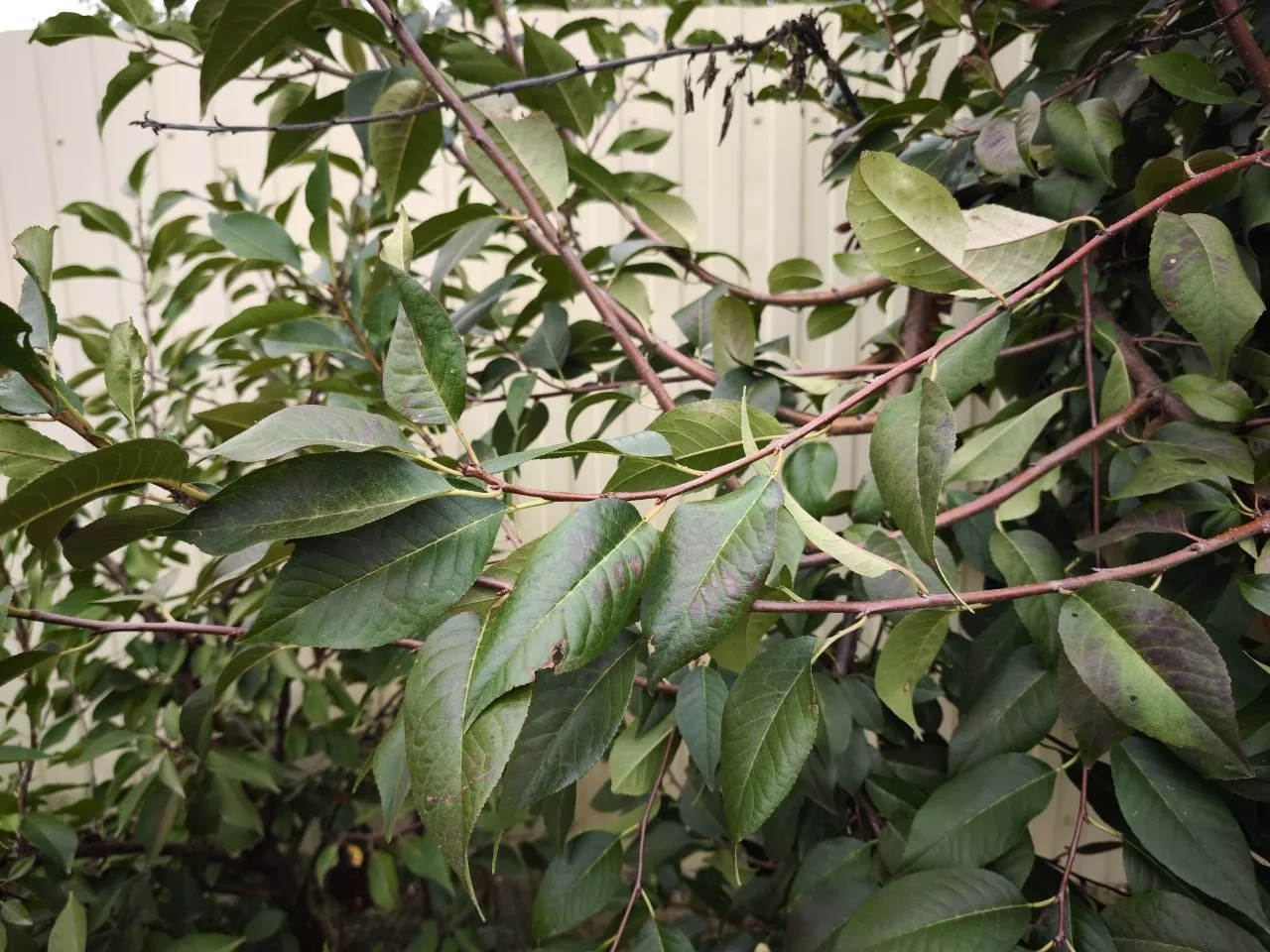 Вишня осенью: как ухаживать для крепкого здоровья и богатого урожая