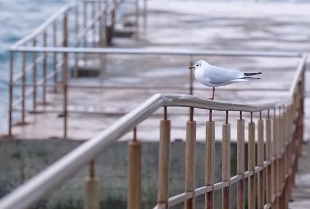 В Сочи пройдут учебные стрельбы 13 ноября