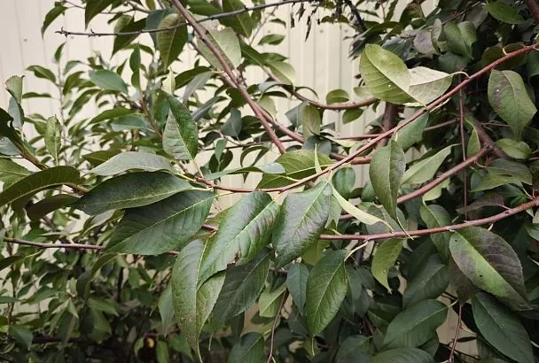 Вишня осенью: как ухаживать для крепкого здоровья и богатого урожая