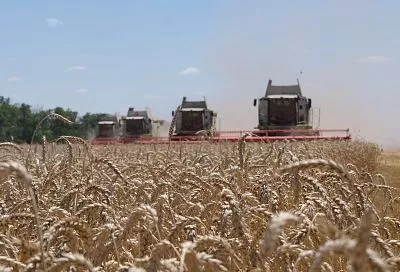 Новые рабочие места, мощная база и устойчивый рост: как агросектор стал локомотивом экономики Павловского района