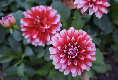 Все любят георгины: как вырастить такой шикарный цветок, если раньше вы этого никогда не делали 