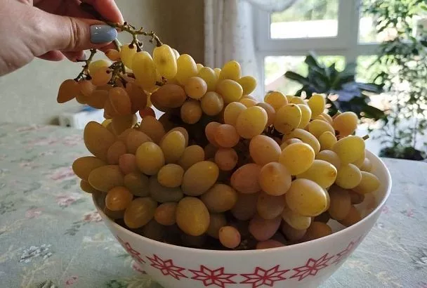 Грозди больше килограмма: как правильно подкармливать виноград