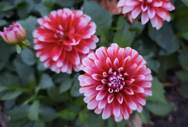 Все любят георгины: как вырастить такой шикарный цветок, если раньше вы этого никогда не делали 