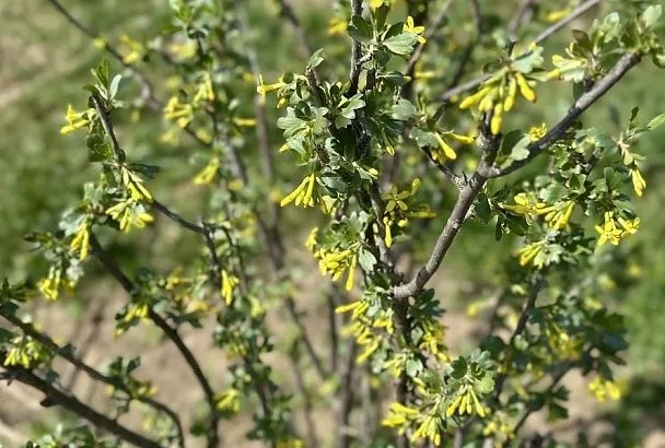 Черная и красная: чем подкормить смородину во время цветения для обильного урожая сладких ягод