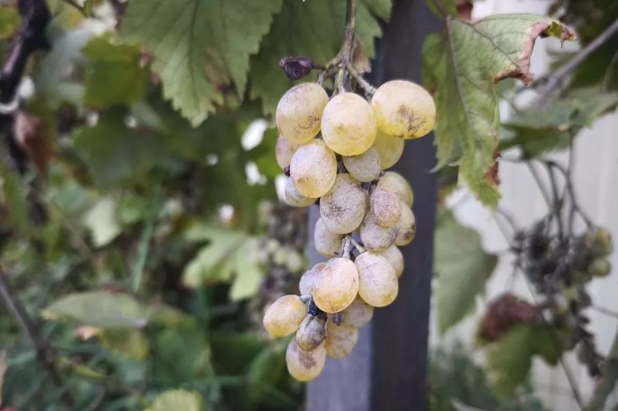 Готовим виноград к зиме: мероприятия, которые необходимо провести в октябре