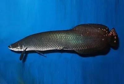 Арапаима: что за гигант такой, почему считается древнее динозавров и так популярен в амазонской кухне 