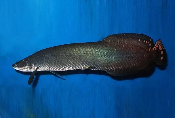 Арапаима: что за гигант такой, почему считается древнее динозавров и так популярен в амазонской кухне 