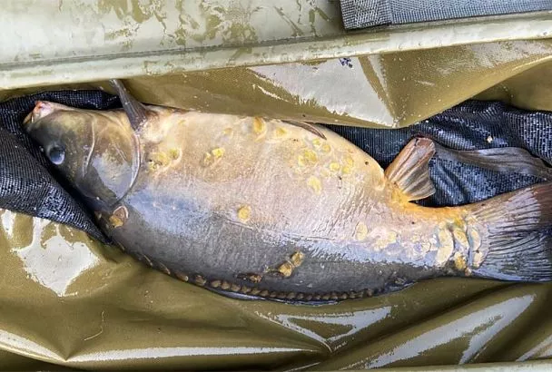 Ловля карпа на бровке: Как найти «рыбную тропу» и увеличить улов в 2 раза