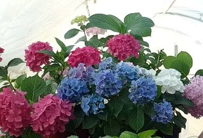 Гортензия примет ваш любимый оттенок: с этим лайфхаком (для ранней весны) можно легко управлять ее расцветкой