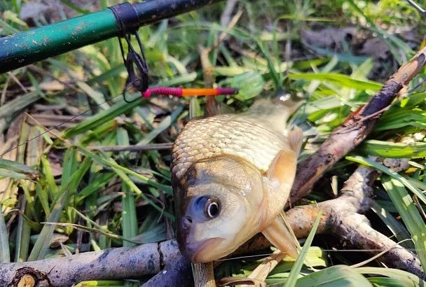 Не карась — а «поросёнок»! Клюет без остановки! Секрет — приманка вкуснее прикормки